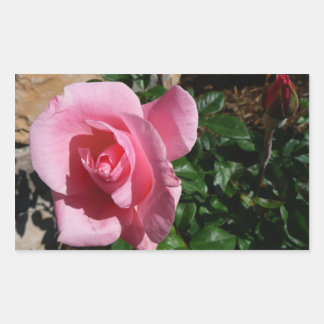 Pegatina Rectangular Rosa rosa y floral del Jardín de Bud