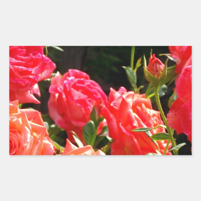 Pegatina Rectangular Rosas de coral románticos (Anverso)