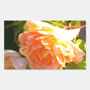 Pegatina Rectangular Rosas de Country Peach