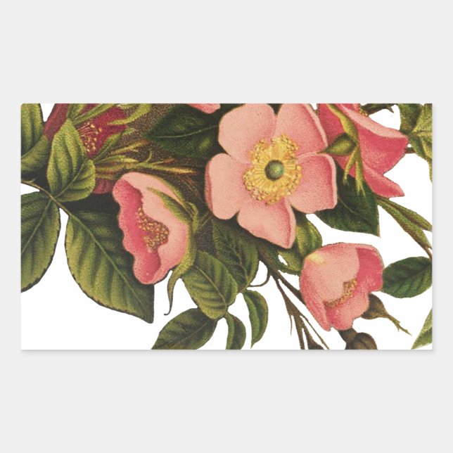 Pegatina Rectangular Rosas Vintage Hermosas Rosas Botánicas Rosadas (Anverso)