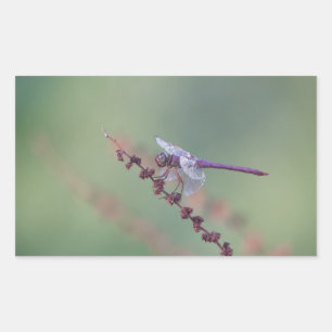 Pegatina Rectangular Roseate Skimmer Dragonfly