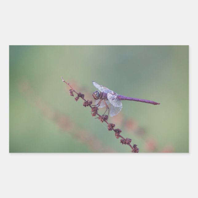 Pegatina Rectangular Roseate Skimmer Dragonfly (Anverso)