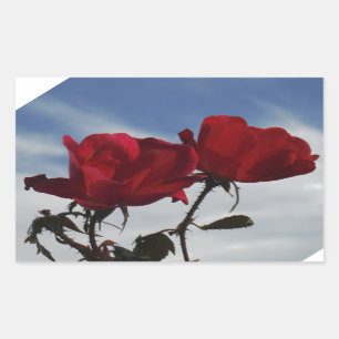 Pegatina Rectangular Roses rojos contra un brillante cielo azul