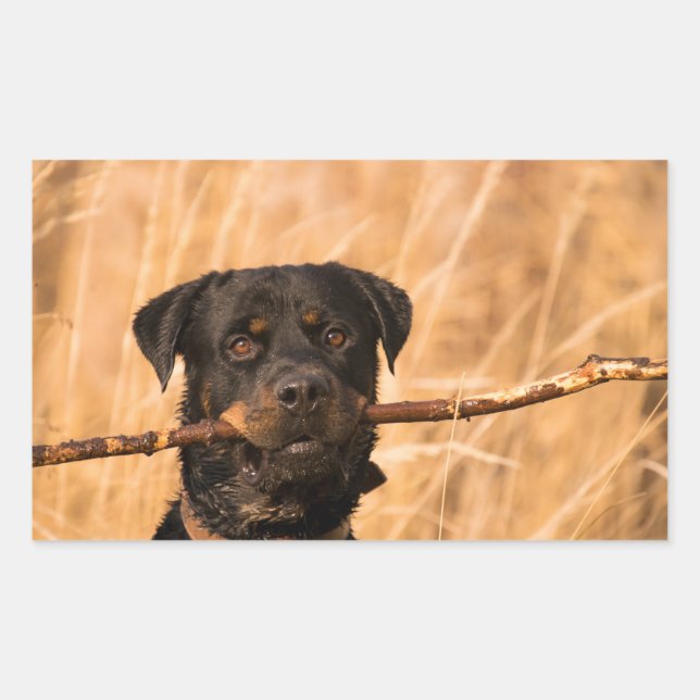 Pegatina Rectangular Rottweiler Con Palo (Anverso)