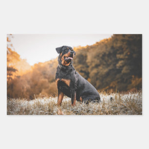 Pegatina Rectangular rottweiler sentado en hierba helada