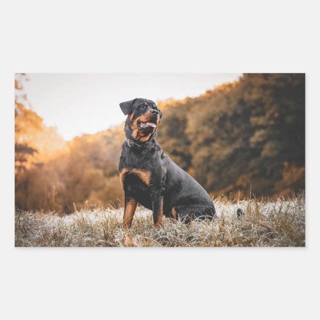 Pegatina Rectangular rottweiler sentado en hierba helada (Anverso)