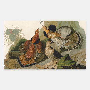 Pegatina Rectangular Ruffed Grouse Audubon Game Bird