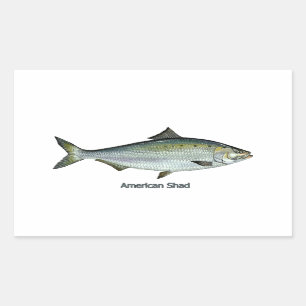 Pegatina Rectangular Sábalo americano