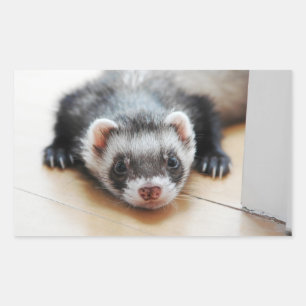 Pegatina Rectangular Sable Ferret