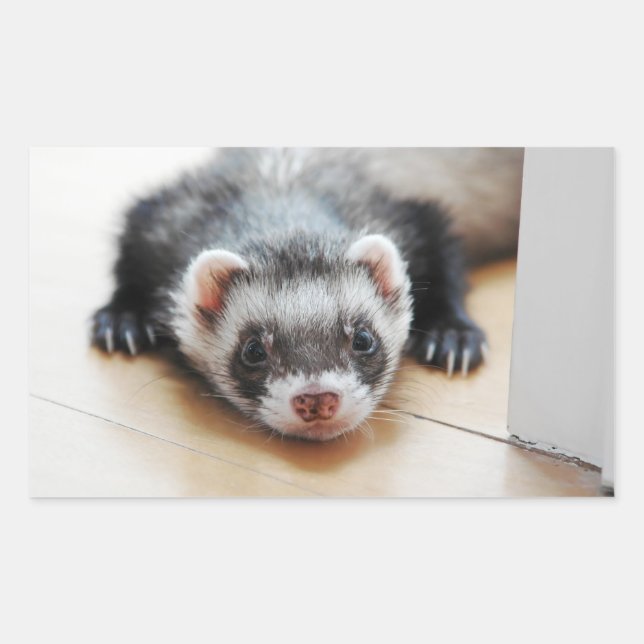 Pegatina Rectangular Sable Ferret (Anverso)