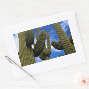 Pegatina Rectangular Saguaro Cactus Trio / Blue Sky & Clouds / Arizona