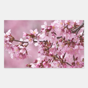 Pegatina Rectangular Sakura cerezos florecen en capas rosadas pasteles