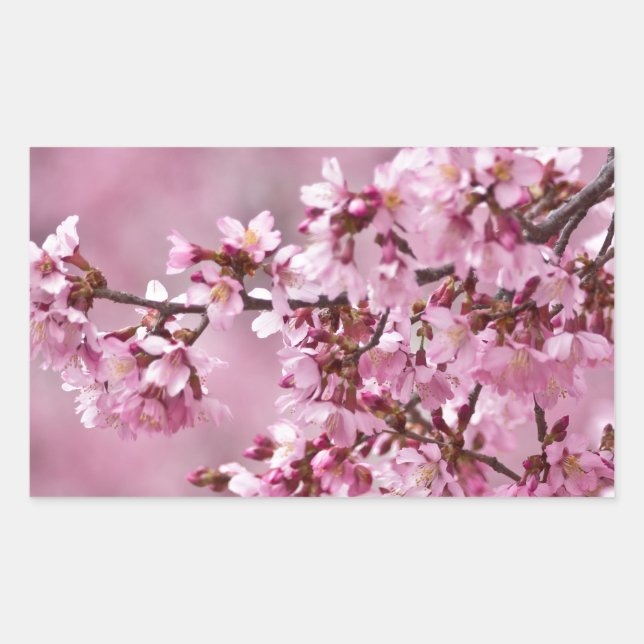 Pegatina Rectangular Sakura cerezos florecen en capas rosadas pasteles (Anverso)