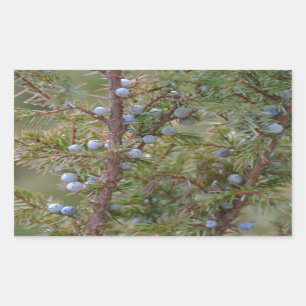Pegatina Rectangular Saltando Junipers