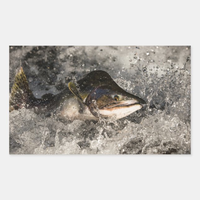 Pegatina Rectangular Saltando Salmon (Anverso)