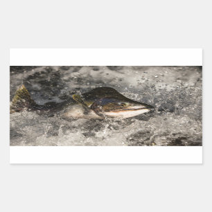 Pegatina Rectangular Saltando Salmon