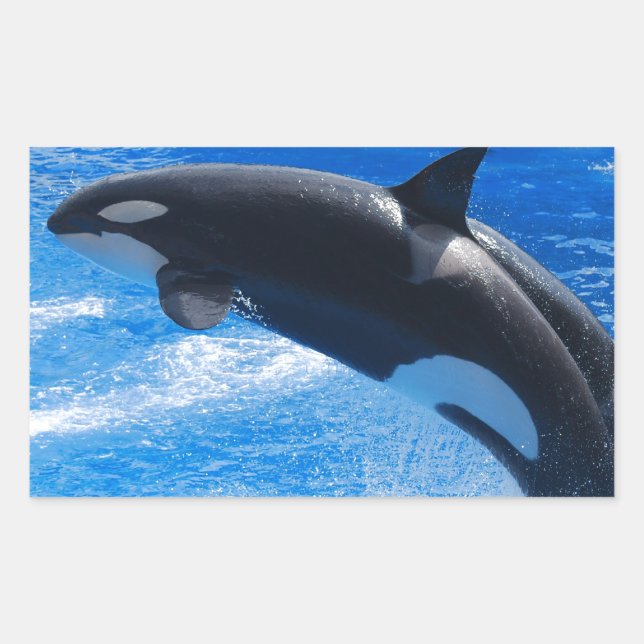 Pegatina Rectangular Salto de ballena orca (Anverso)