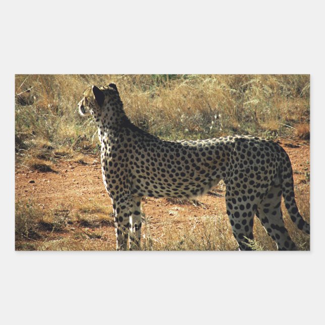 Pegatina Rectangular Samburu Cheetah (Anverso)