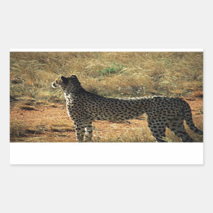 Pegatina Rectangular Samburu Cheetah