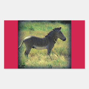 Pegatina Rectangular Samburu Zebra