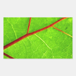 Pegatina Rectangular Santo Tomás 1