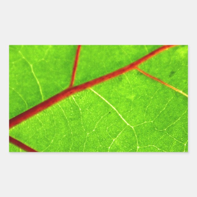 Pegatina Rectangular Santo Tomás 1 (Anverso)