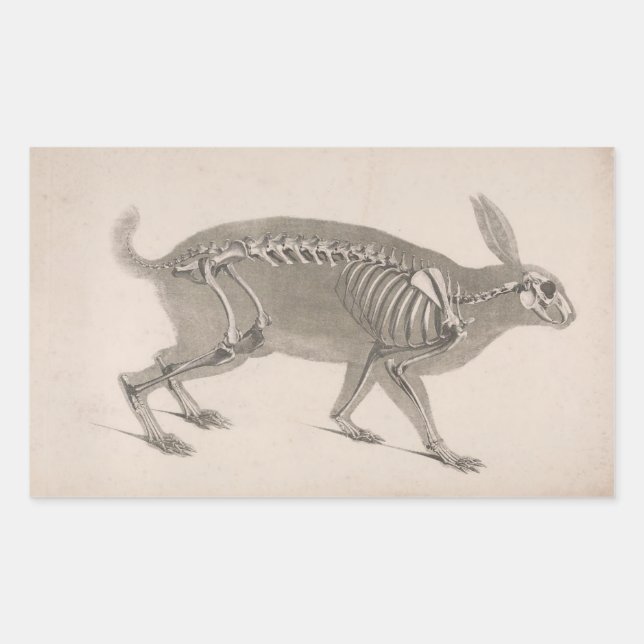 Pegatina Rectangular Scary vintage skeleton (Anverso)