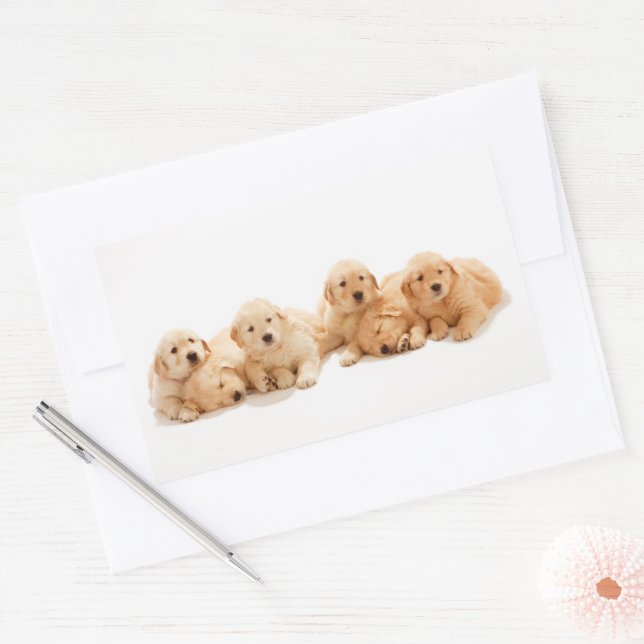 Pegatina Rectangular Seis Cachorros de Golden Retriever (Sobre)