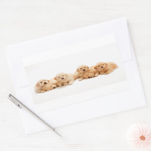 Pegatina Rectangular Seis Cachorros de Golden Retriever
