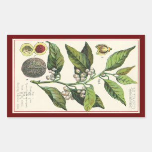 Pegatina Rectangular Semillas de Frutas de Planta de Nuez Moscada Vinta