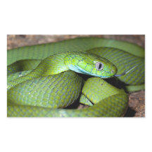 Serpiente de gato verde