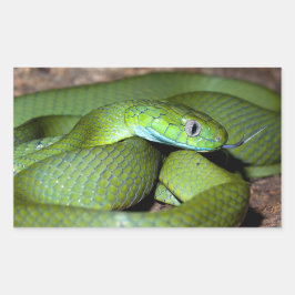 Pegatina Rectangular Serpiente de gato verde