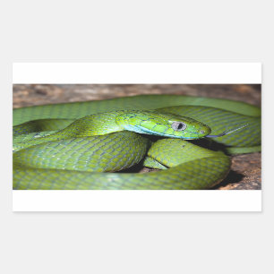 Pegatina Rectangular Serpiente verde del gato