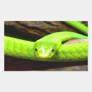 Pegatina Rectangular serpiente verde mamba Esperar el amor en paz