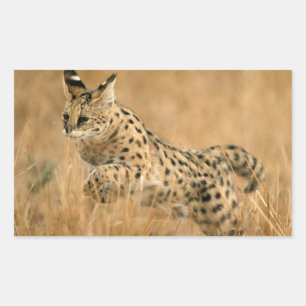 Pegatina Rectangular Serval (Leptailurus Serval) Saltando