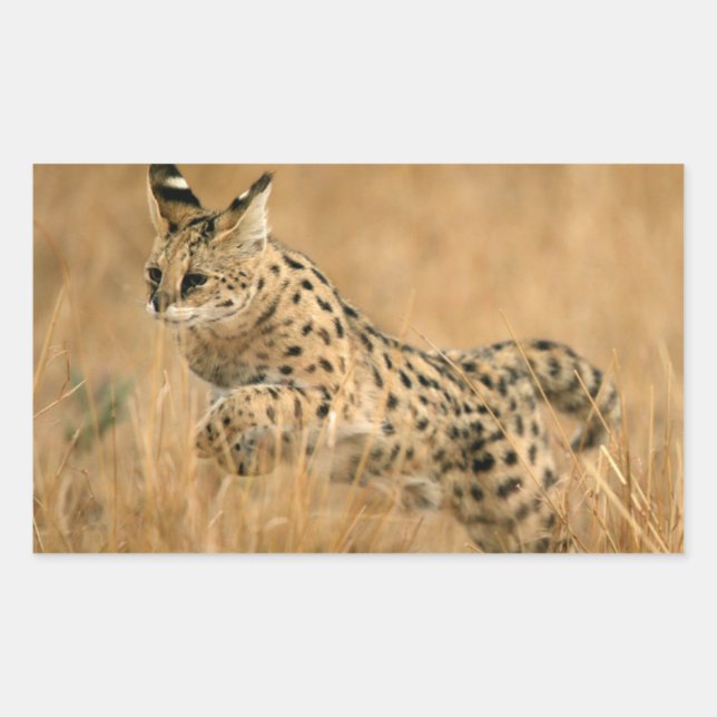 Pegatina Rectangular Serval (Leptailurus Serval) Saltando (Anverso)