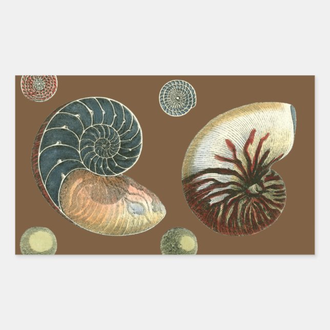 Pegatina Rectangular Shell de cacao (Anverso)