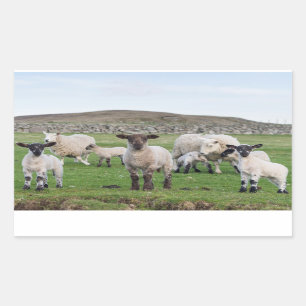 Pegatina Rectangular Shetland Sheep