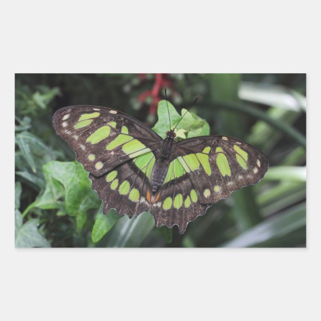 Pegatina Rectangular Siproeta stelenes (Anverso)