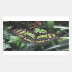 Pegatina Rectangular Siproeta stelenes