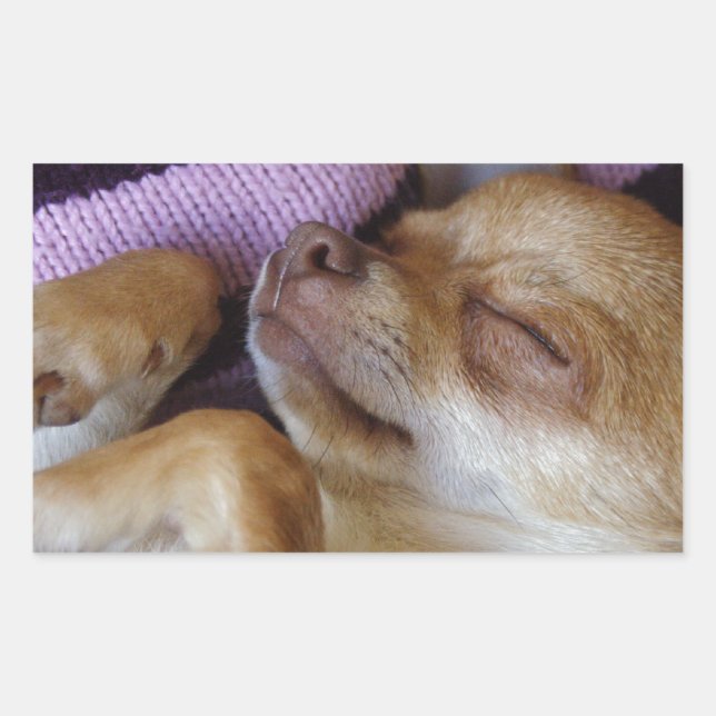 Pegatina Rectangular Sleeping Chihuahua (Anverso)