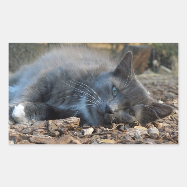 Pegatina Rectangular Sleepy Shady Cat Pegatinas (Anverso)