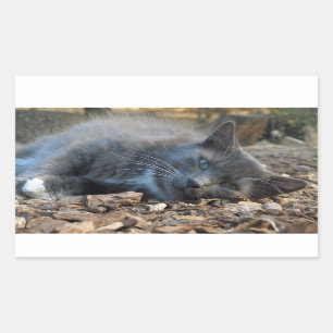 Pegatina Rectangular Sleepy Shady Cat Pegatinas