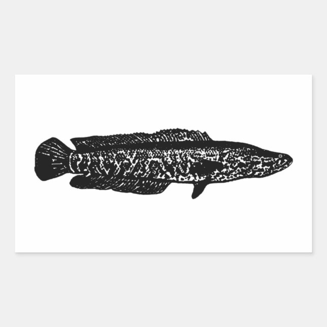 Pegatina Rectangular Snakehead septentrional (Anverso)