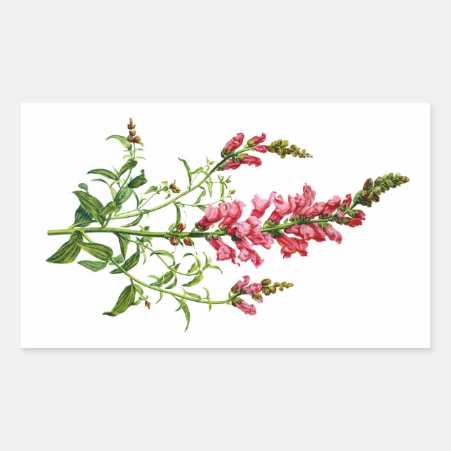 Pegatina Rectangular Snapdragon rosa extraído de la naturaleza (Anverso)