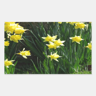 Pegatina Rectangular Spring Daffodils