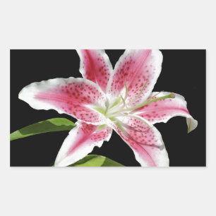 Pegatina Rectangular Stargazer Lily