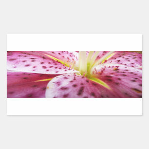 Pegatina Rectangular Stargazer Lily Bright Magenta Floral