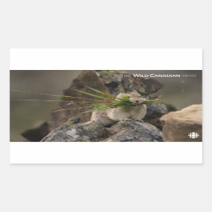 Pegatina Rectangular Summer - American Pica