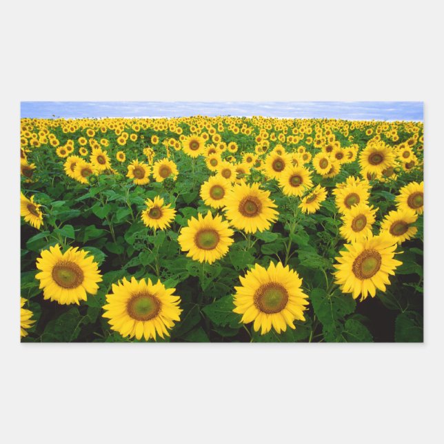 Pegatina Rectangular Sunflowers en Fargo, Dakota del Norte (Anverso)